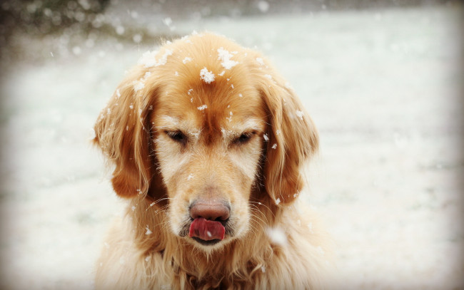 Обои картинки фото животные, собаки, собака, друг, снежинки