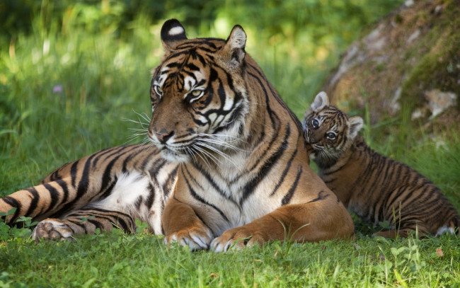 Обои картинки фото животные, тигры, кошки, трава, семья, малыш, тигренок, тигр