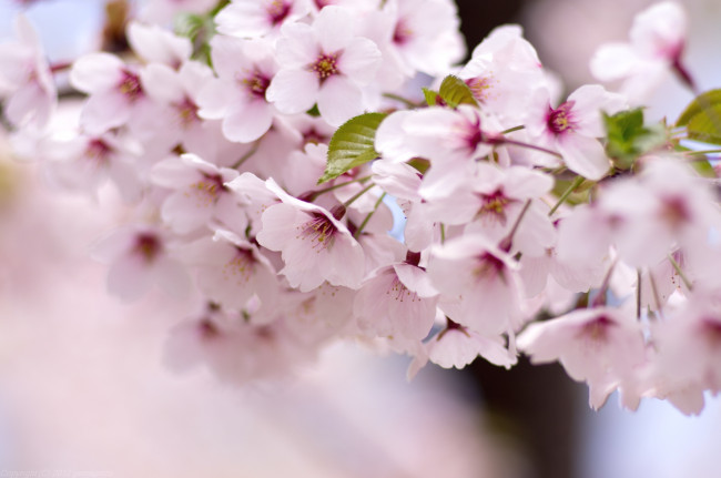 Обои картинки фото цветы, сакура, вишня, весна, цветение, ветка