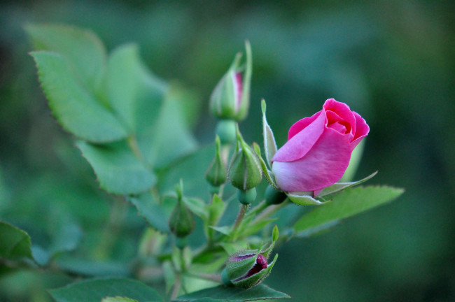 Обои картинки фото цветы, розы, бутон, розовый