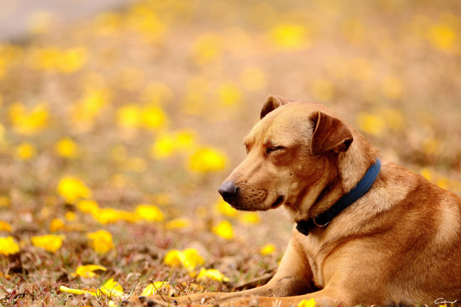 Обои картинки фото животные, собаки, цветы, желтые, ошейник, лежа, собака