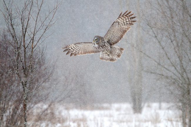Обои картинки фото животные, совы, полет, снег, крылья