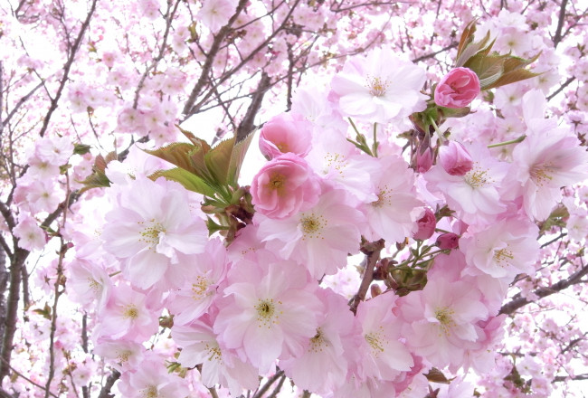 Обои картинки фото цветы, сакура, вишня, розовый, цветение