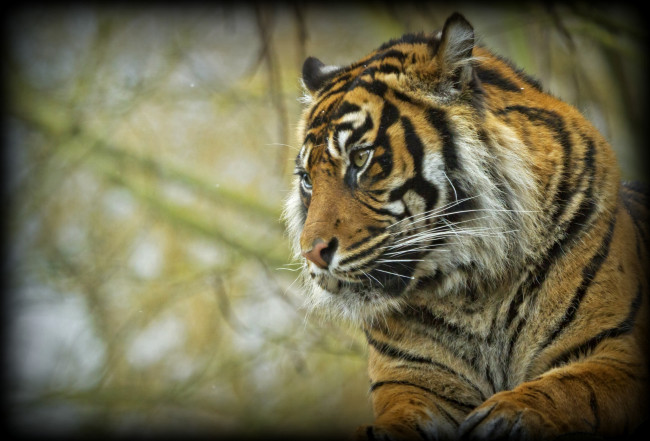 Обои картинки фото животные, тигры, голова, хищник