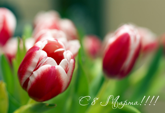 Обои картинки фото праздничные, международный, женский, день, тюльпаны