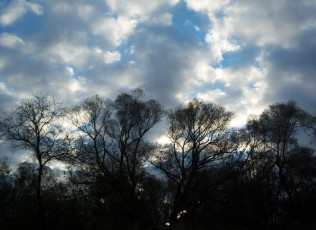 обоя природа, облака, небо, восход, ветви, деревья