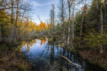 Картинка природа реки озера заросли лес река
