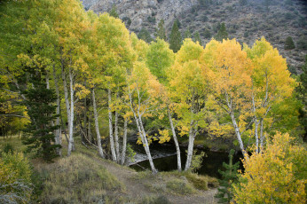 Картинка природа деревья осень река лес