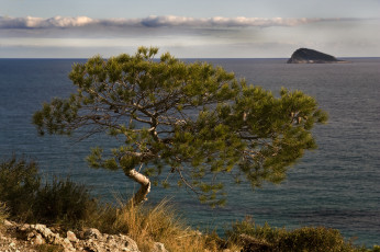 Картинка природа побережье островок горизонт океан дерево облака