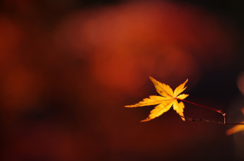 Картинка природа листья листок веточка осень макро