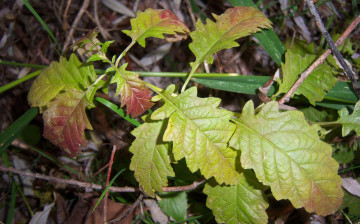 Картинка природа листья красно-зелёные волнистые трава веточка