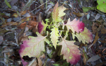 Картинка природа листья осень малиново-жёлтые