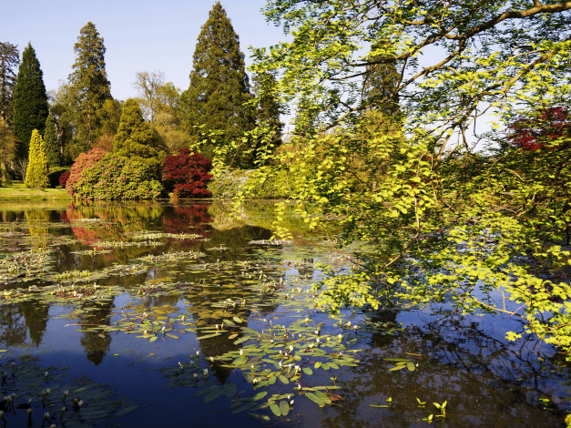 Обои картинки фото sheffield park garden england, природа, парк, garden, sheffield, park, растения, england, пруд