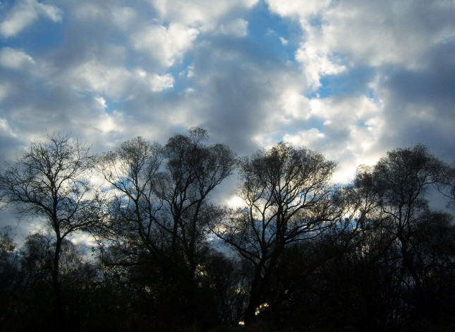 Обои картинки фото природа, облака, небо, восход, ветви, деревья