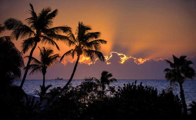 Обои картинки фото природа, восходы, закаты, тучи, зарево, горизонт, пальмы, океан