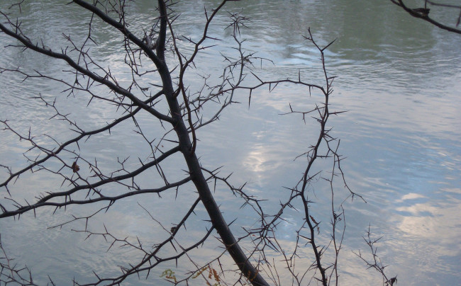 Обои картинки фото природа, реки, озера, калючки, ветка, облака, небо, отражение, вода, протока, река