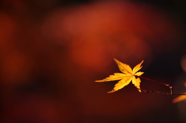 Обои картинки фото природа, листья, листок, веточка, осень, макро