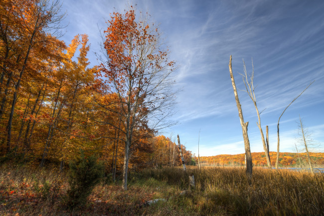 Обои картинки фото природа, деревья, осень, краски, трава, луг, лес