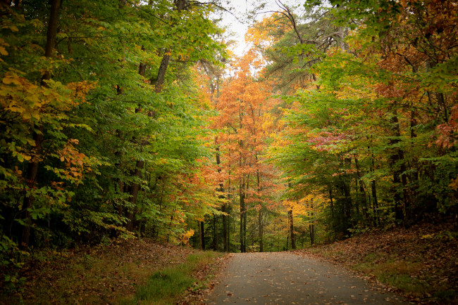 Обои картинки фото природа, дороги, листва, дорога, лес, осень