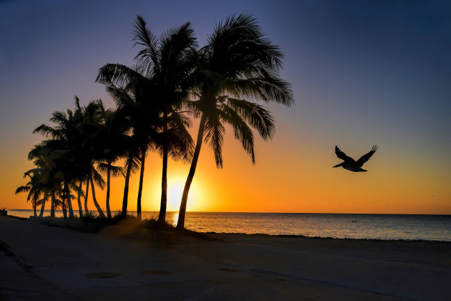 Обои картинки фото природа, восходы, закаты, свет, солнце, горизонт, пальмы, тропики, пляж, океан
