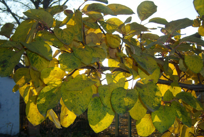 Обои картинки фото природа, листья, ветка, осень, небо, жёлтые, солнечно, айва