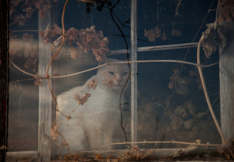 Картинка животные коты окно сидит кот кошка