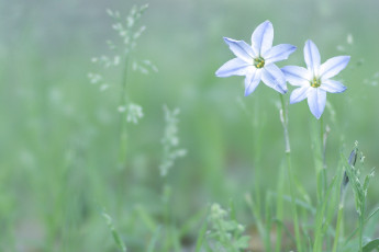 Картинка цветы луговые+ полевые +цветы светлые белые голубые зеленый цвет весна поляна трава природа зелень нежность растения лепестки