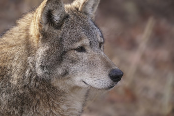 Картинка животные волки +койоты +шакалы мех морда хищник волк портрет