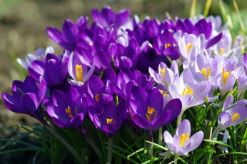 обоя цветы, крокусы, фиолетовый, весна