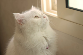 Картинка животные коты фон взгляд кошак кот кошка