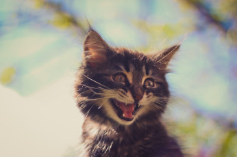 Картинка животные коты котёнок мордочка малыш глаза