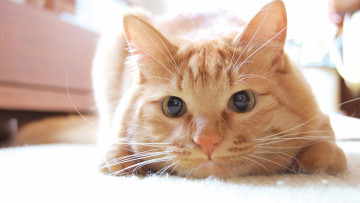 Картинка животные коты настроение лежит рыжий кот