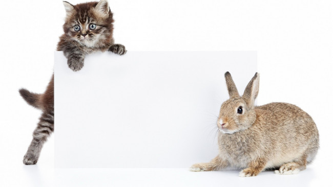 Обои картинки фото животные, разные вместе, котёнок, друзья, кролик, кошка