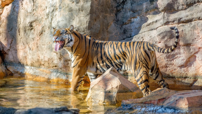 Обои картинки фото животные, тигры, оскал, язык, клыки, зоопарк, поза, полоски, водоём, кошка, тигрица, красавица, купание, гримаса