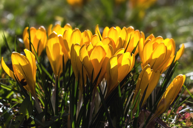 Обои картинки фото цветы, крокусы, желтые, весна