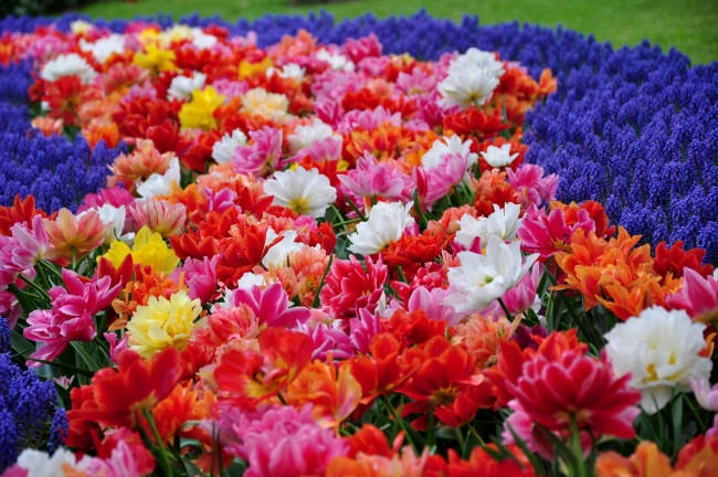 Обои картинки фото цветы, разные вместе, тюльпаны, парк, гиацинты