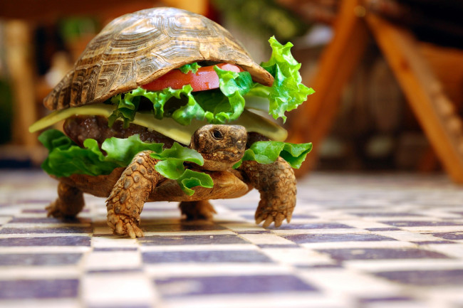 Обои картинки фото фастфуд, юмор и приколы, черепаха, Чизбургер