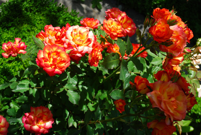 Обои картинки фото цветы, розы, куст, яркие