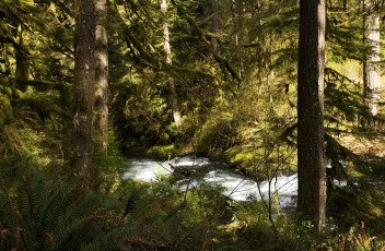 Картинка природа реки озера лес кусты деревья silver falls national park ручей сша
