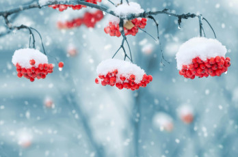 Картинка природа Ягоды +рябина зима снег ветки ягоды гроздья