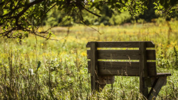 Картинка природа луга скамейка зелень ветки трава