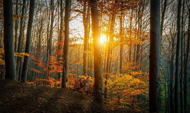 Обои картинки фото природа, лес, солнце, осень, деревья