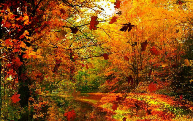 Обои картинки фото природа, лес, листопад, осень, деревья