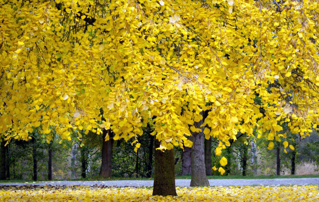 Обои картинки фото природа, деревья, листопад, осень, дорога
