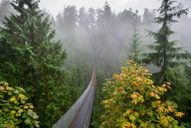 Обои картинки фото природа, дороги, туман, осень, деревья, мост, подвесной, лес
