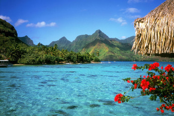 Картинка природа тропики море цветы деревья горы
