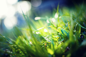 Картинка природа макро блики трава