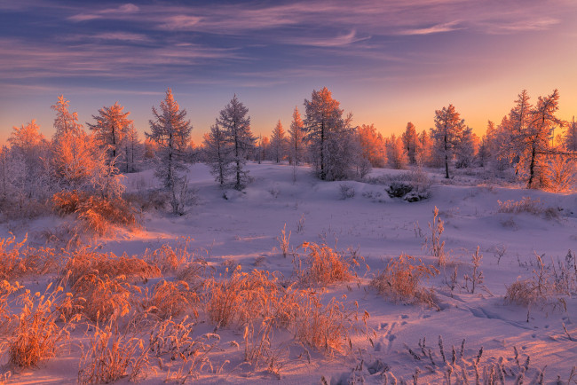 Обои картинки фото природа, зима, деревья, снег, россия, салехард