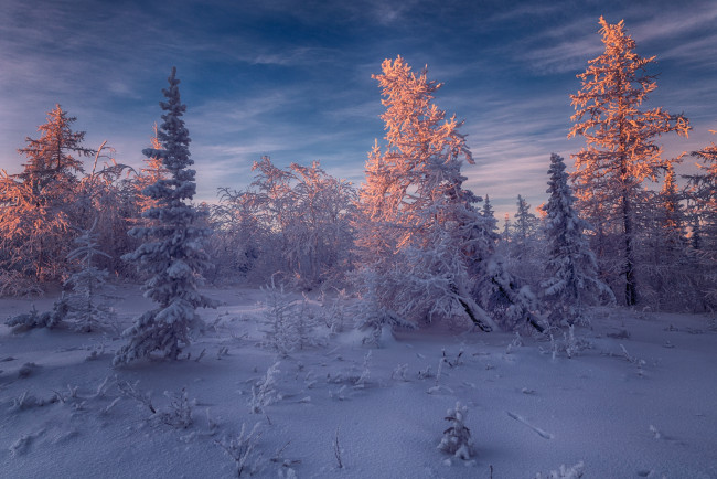 Обои картинки фото природа, зима, россия, салехард, деревья, снег