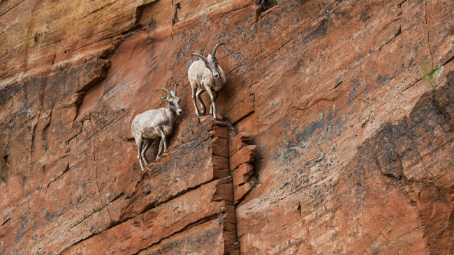 Обои картинки фото животные, козы, козерог, скалолазание, скальное, образование, каньон, сионский, национальный, парк, юта, сша